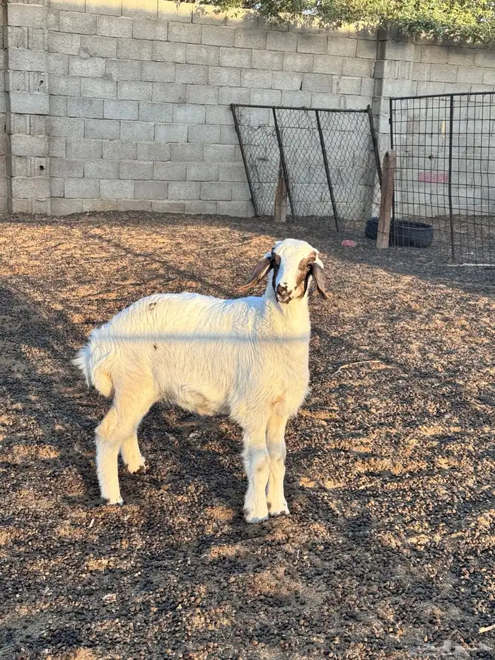 للبيع خروف حري مغلق شحم 3