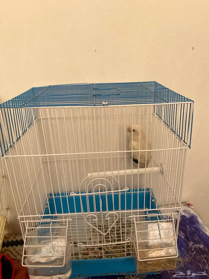 بغبغاء أروز للبيع الحد 250 قابل لتفاوض اط ير نوعن ما أليف 4