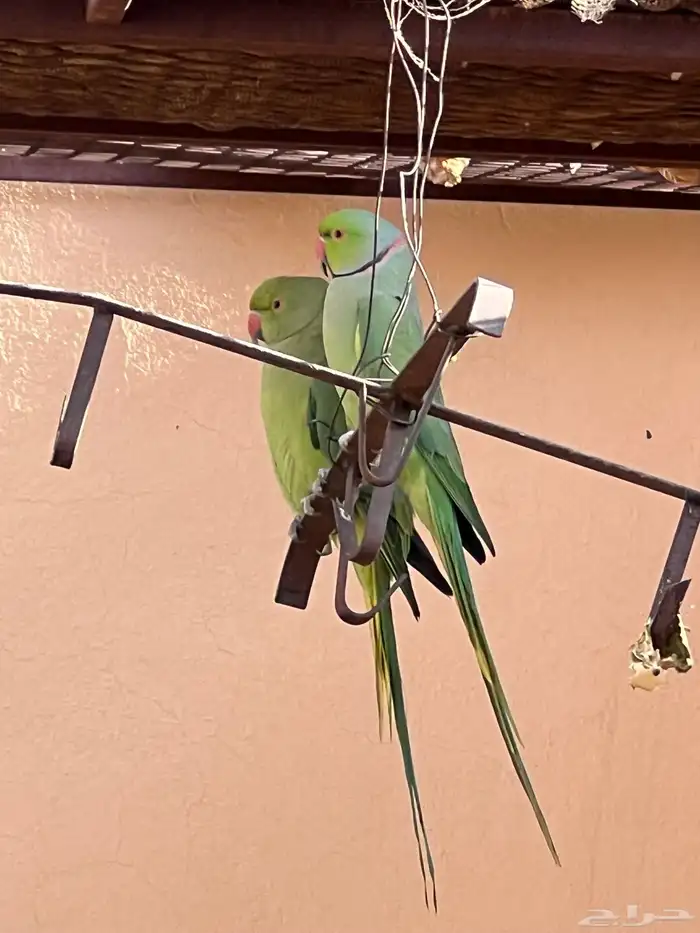 طيور مشكله للبيع 0