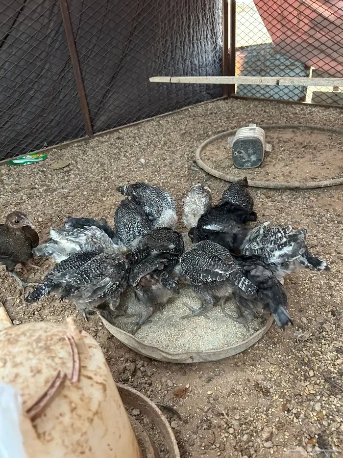 للبيع صوص فيومي 0