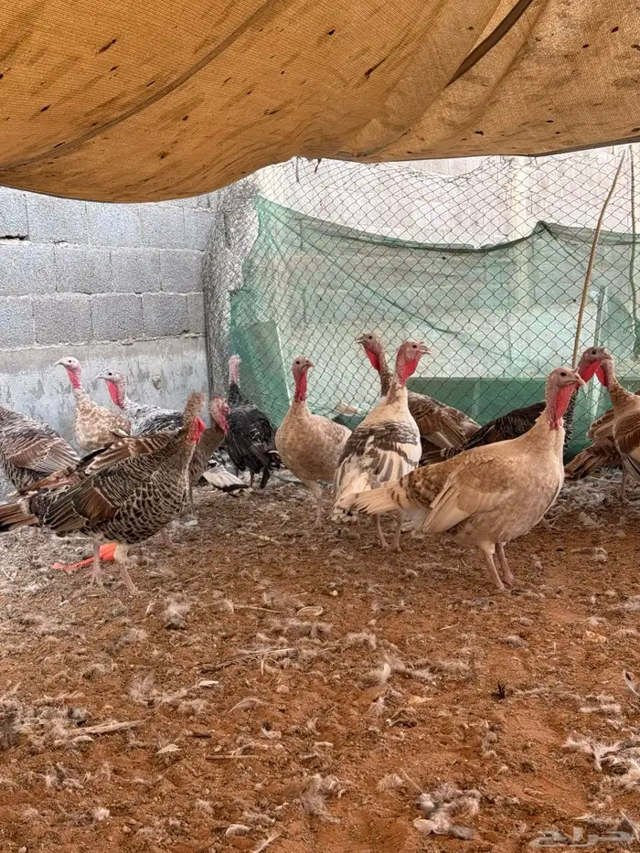 للبيع حمام و دجاج رومي و دجاج حبشي 1