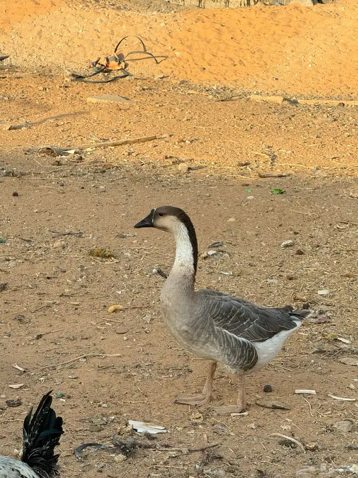 دجاج رومى و وز عراقي 8