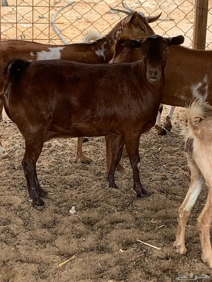 للبيع معزا جنوبية (تم البيع 1