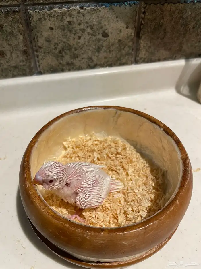 فروخ بادجي 5