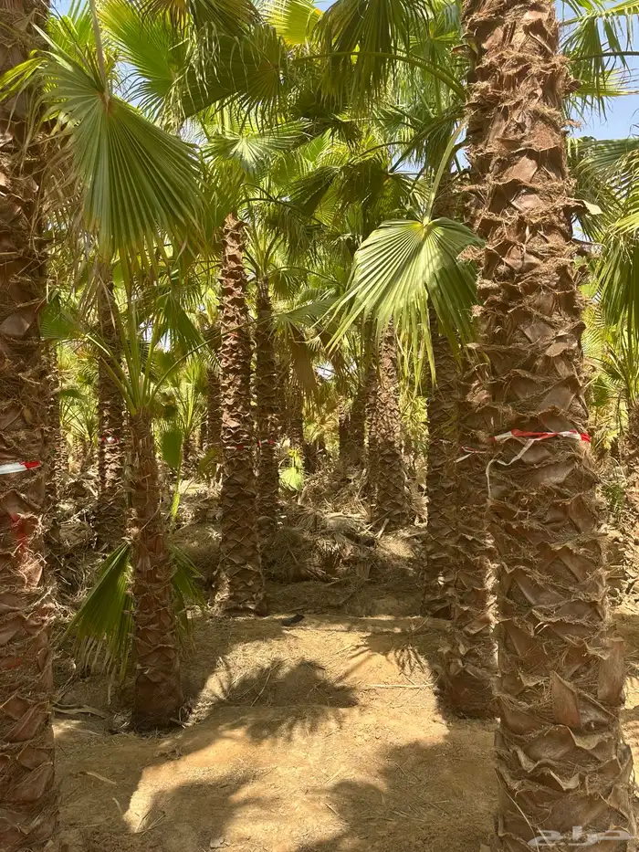 نخل امريكي واشنطني 3