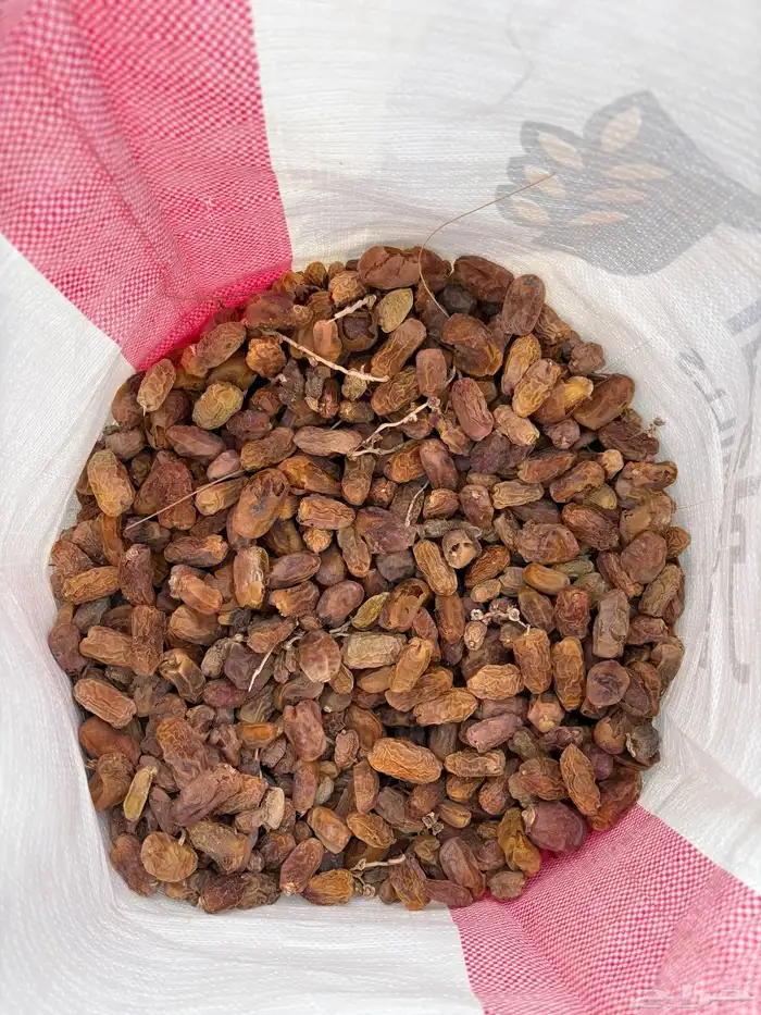 تمر نفيع 3000 كيس تزيد وتنقص 1