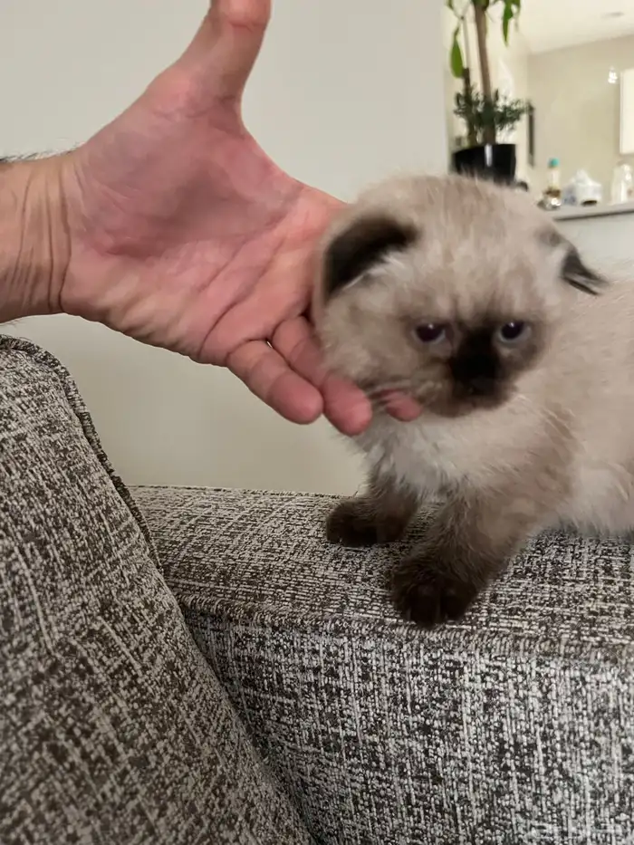 قطوة همالايا سكوتش اصلي انثى انثى 6