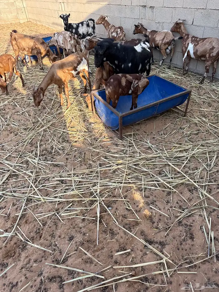 معزاء جيشيات دفيع 0