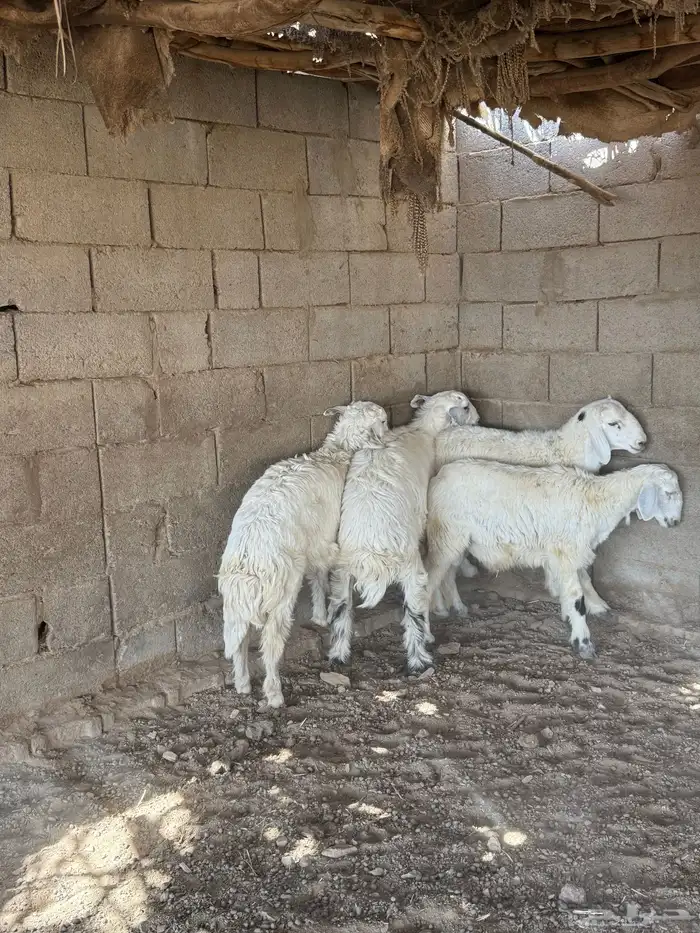 طليان فل الفل شحم من انتاج مراحي 8