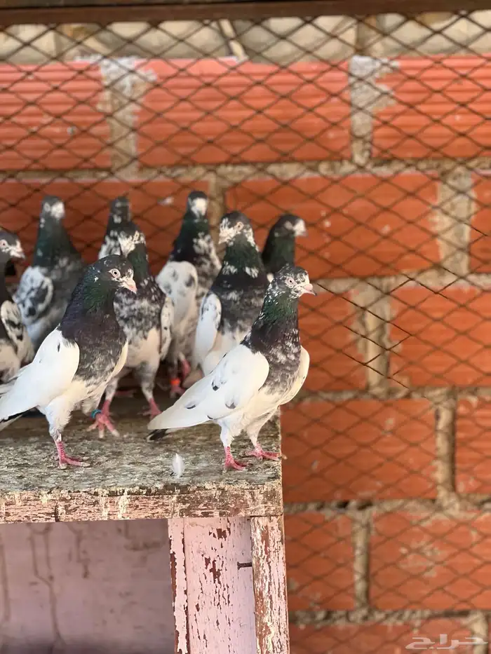 حمام بكستاني تيدي(تم البيع ) 9