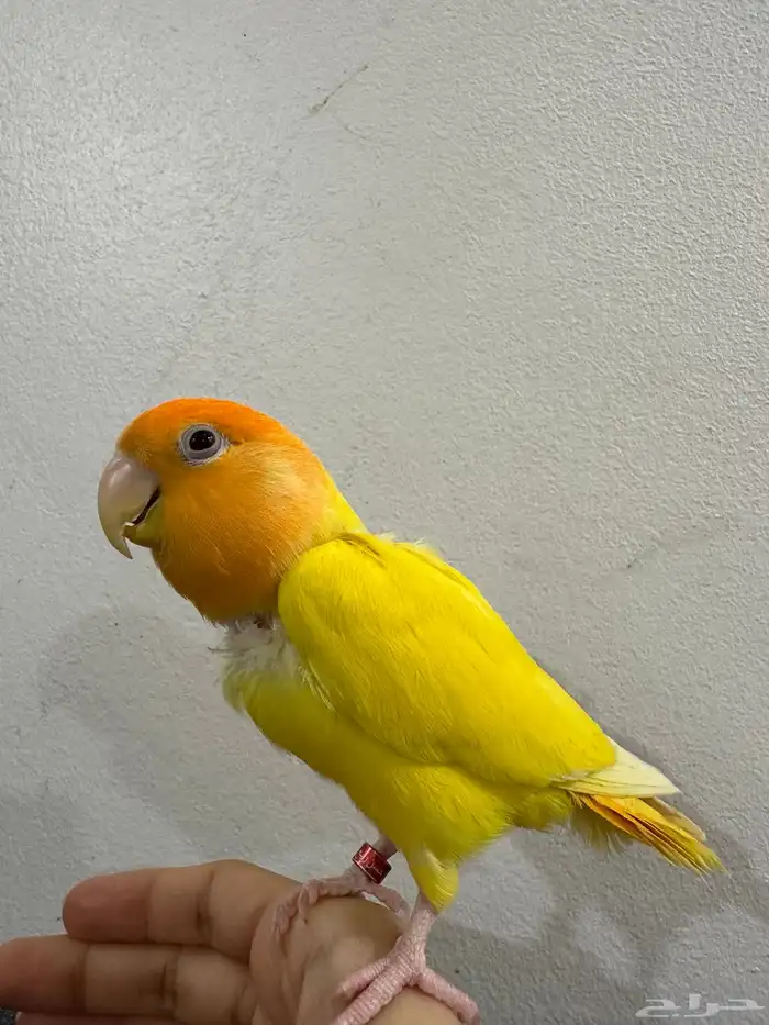 ذكر روز منتج 0