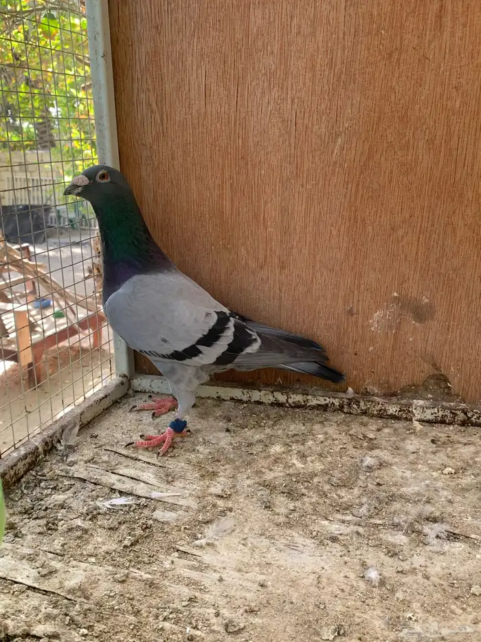 للبيع حمام زاجل سباق قطري 1