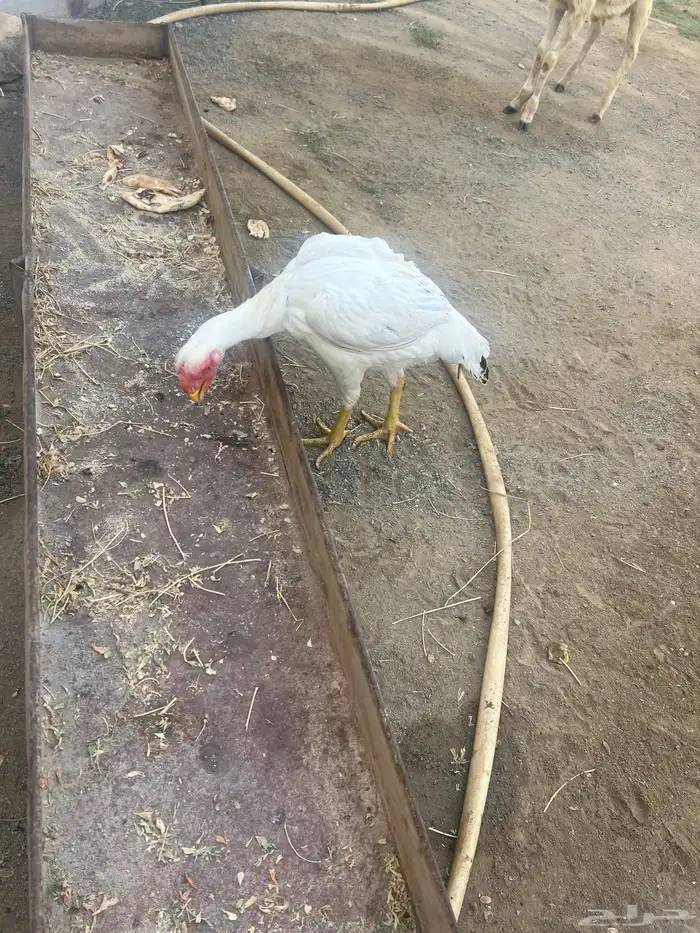 دجاجه فارسي 0