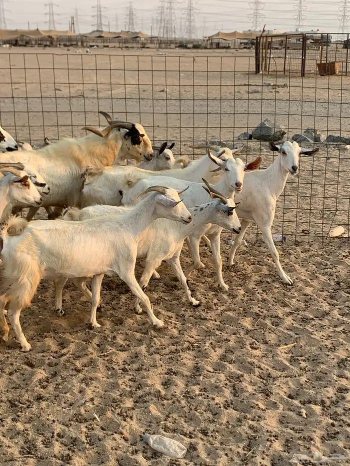 للبيع معزا بيشيات مواليد( تم البيع 6