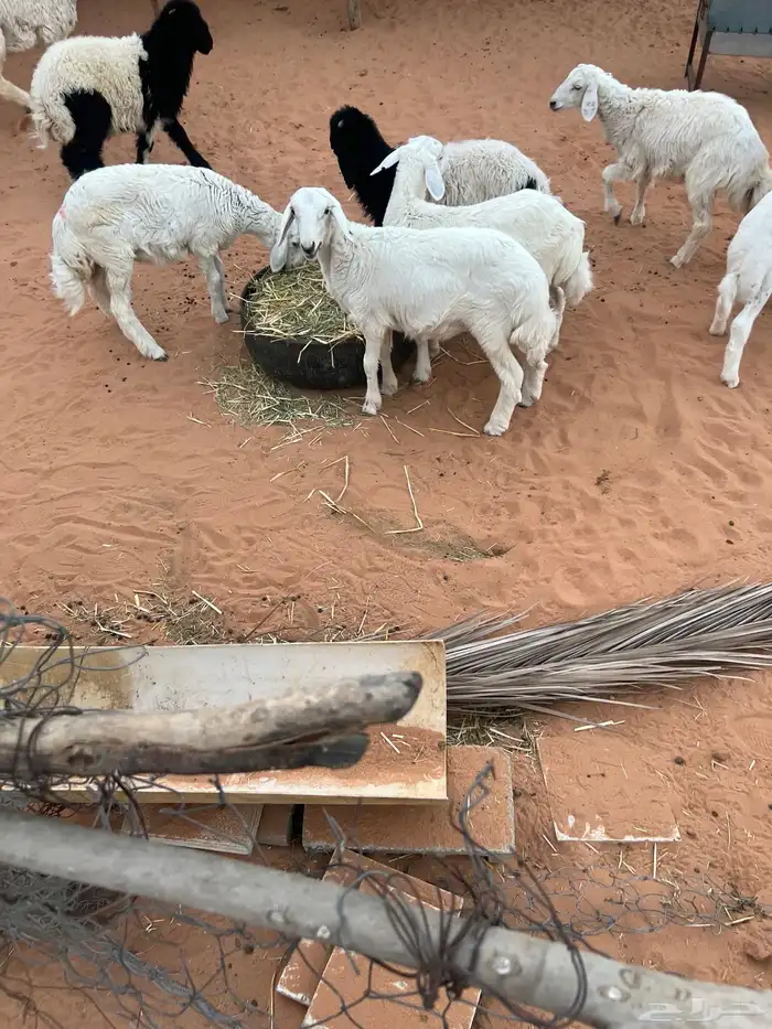 بهم للبيع 10