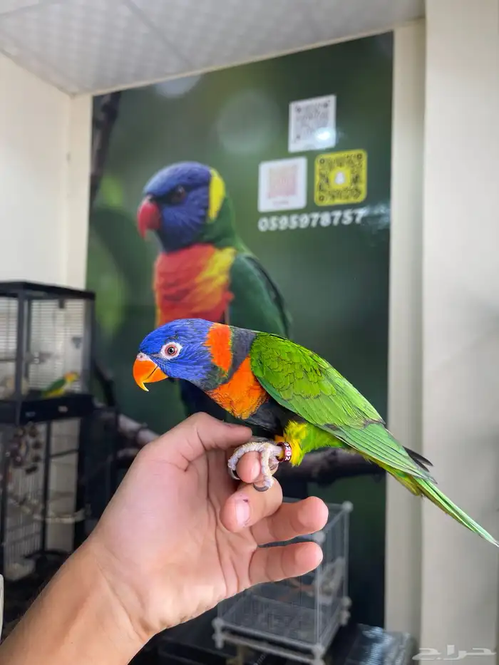 انثى لوري اليفه و منتجه تم البيع 3