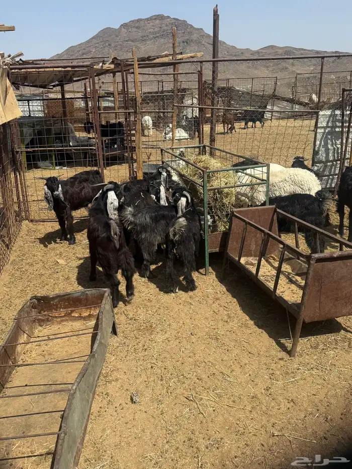 طليان. والتيوس ذبايح. 26