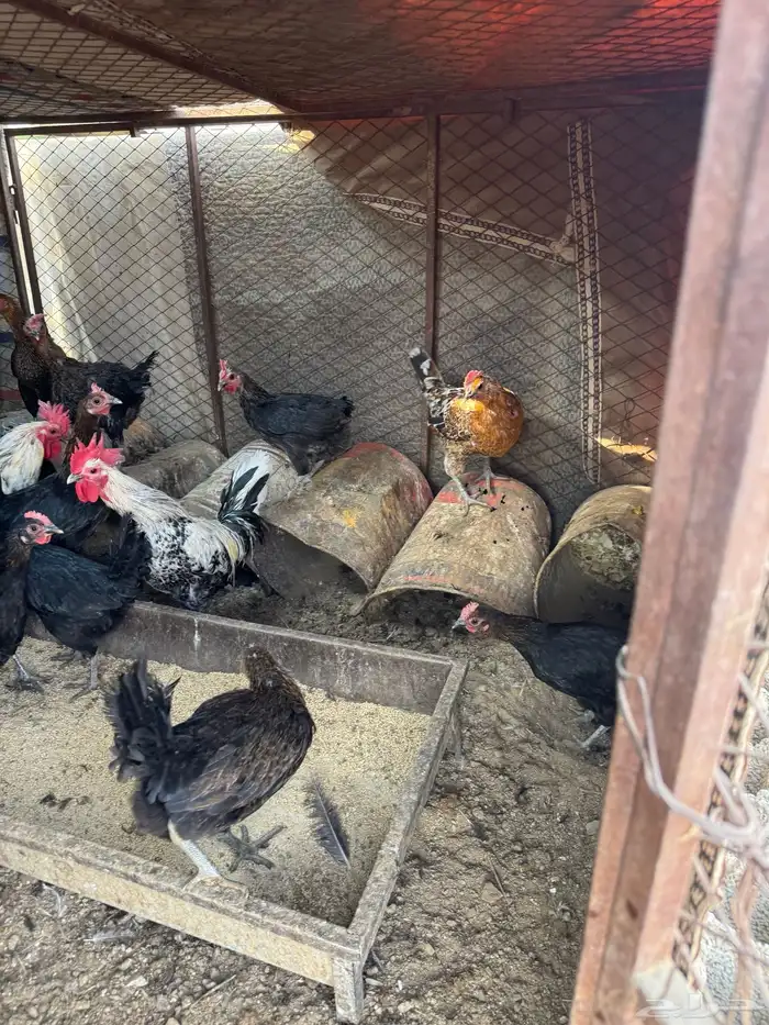 دجاج للبيع 73 حبه 4