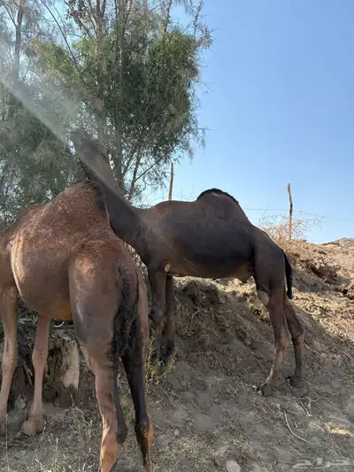 جمل ساحلي كفو index