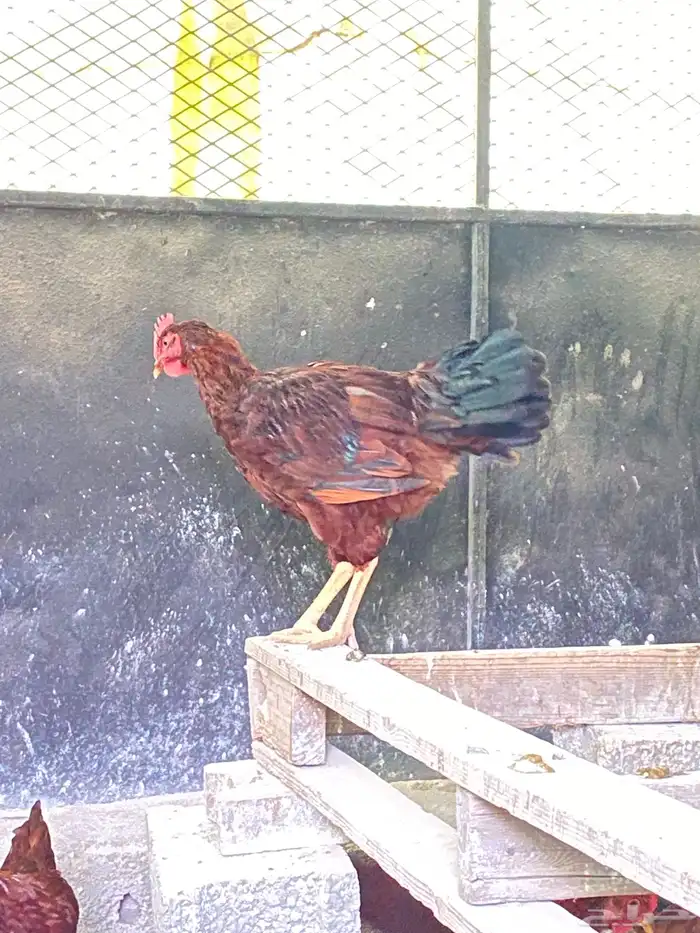 دجاج فرنسي عسلي ( دبسي ) 3