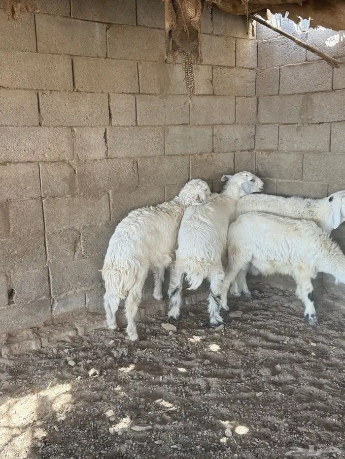 طليان فل الفل شحم من انتاج مراحي 7