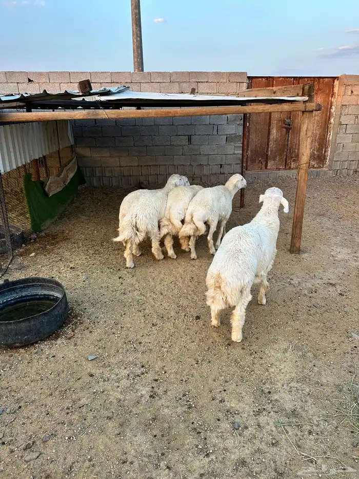 ذبائح الأكحل 3