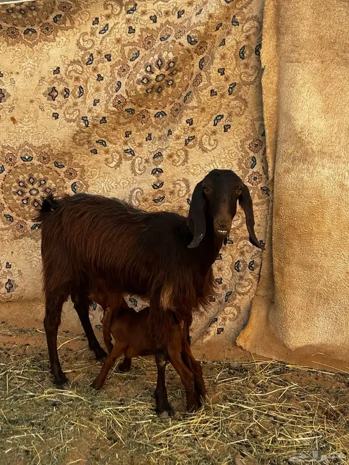 عنز قبرصيه تحتها تيس 1