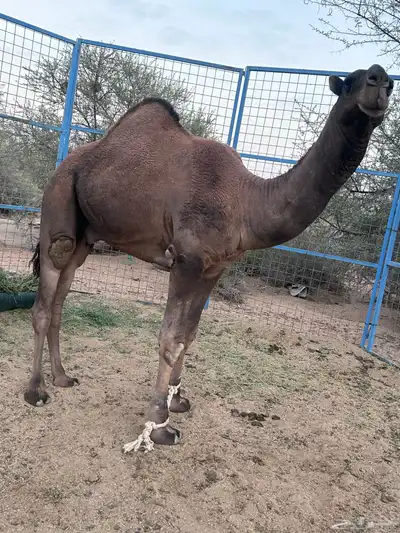 بعير باكستاني العمر 4سنين ضرابة السنة هذي التواصل واتس 0