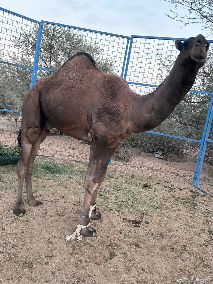 بعير باكستاني العمر 4سنين ضرابة السنة هذي التواصل واتس 0