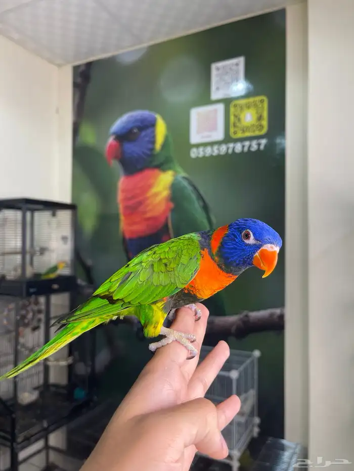 انثى لوري اليفه و منتجه تم البيع 0