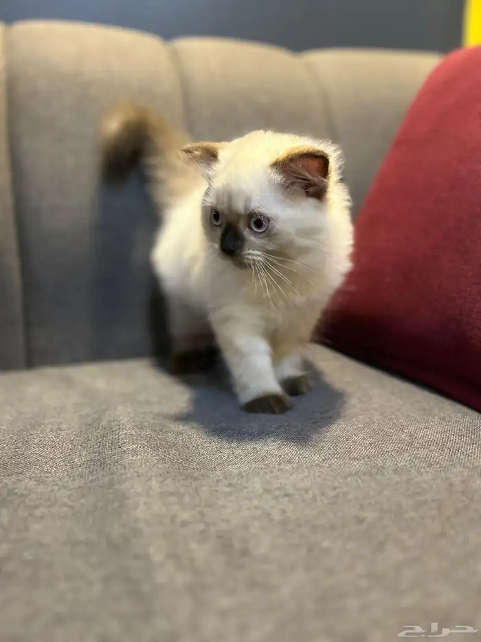 قطوتين للبيع 30