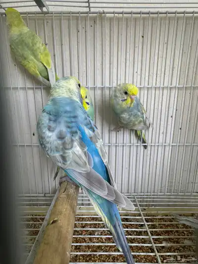 بادجي رينبو index