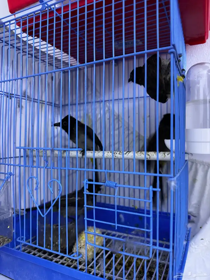 3 أزواج بلابل منتجين ومغردين 0