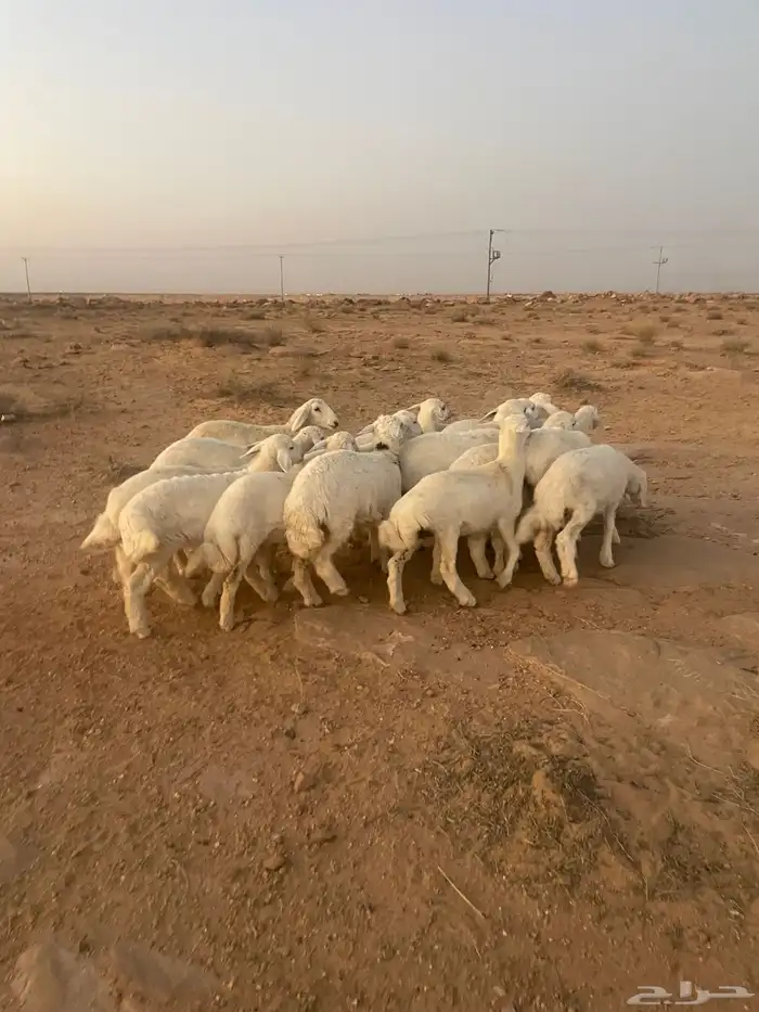 رخال حريات مقاني 1