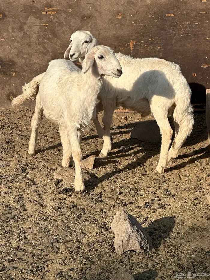 خروفين تربيه 0