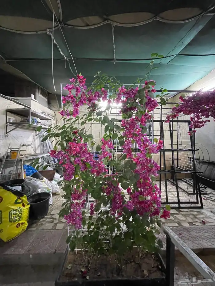 ستاندات للجهنمية و المتسلقات 6