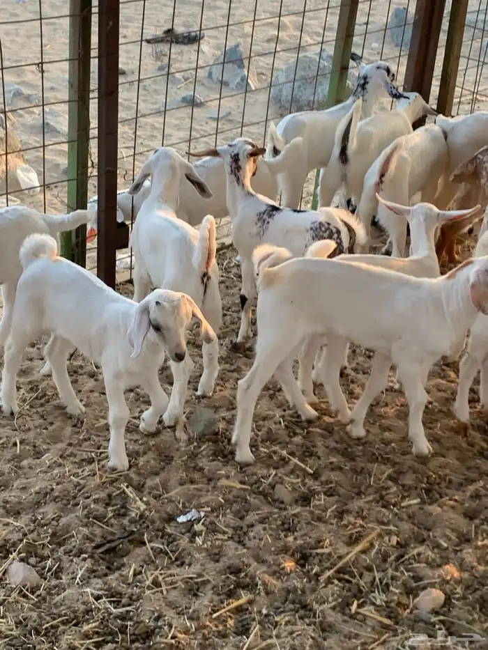 للبيع معزا بيشيات مواليد( تم البيع 9