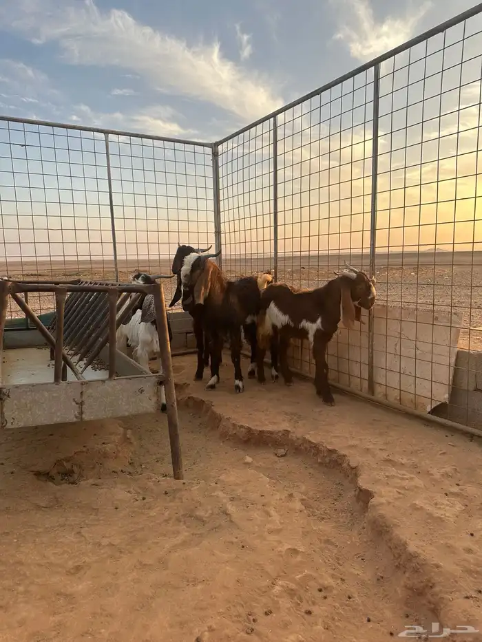 تيوس شاميه وهولنديه جذاع 5