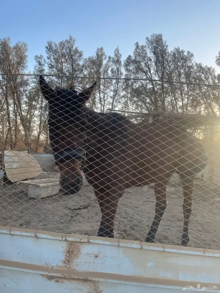 فارس شعبيه 0