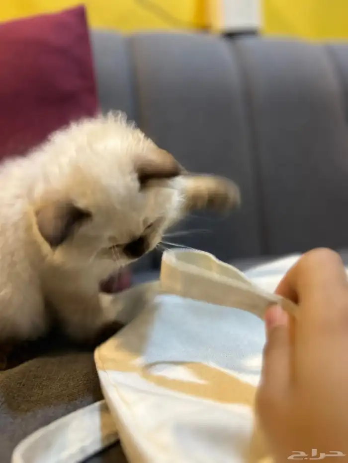 قطوتين للبيع 0