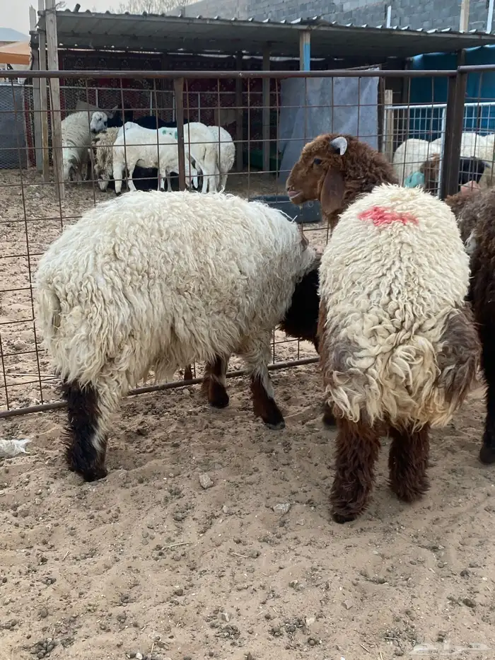 ذبايح نعيم   تابي و تمارا 10