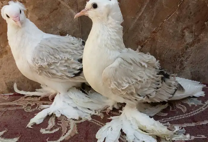 مفتل مكتف 13