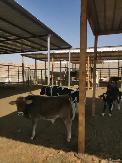 ابقار للبيع index