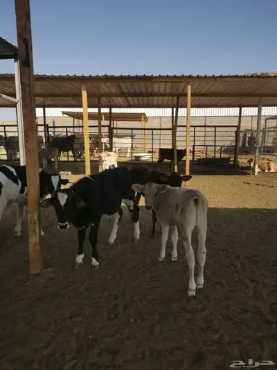 ابقار للبيع index