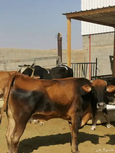 ابقار للبيع index