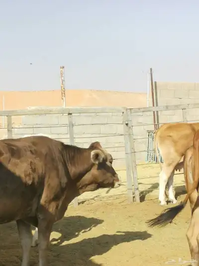 ابقار للبيع index