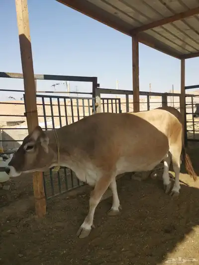 ابقار للبيع index