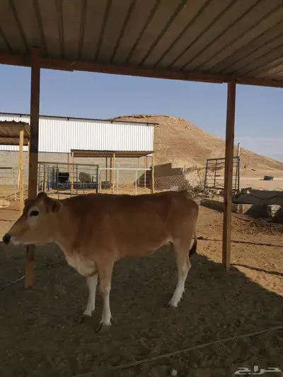 ابقار للبيع index