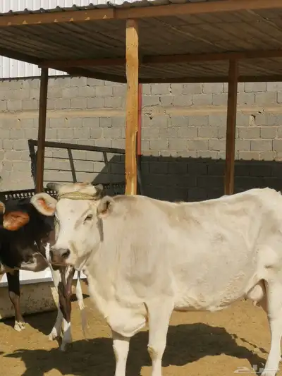 ابقار للبيع index