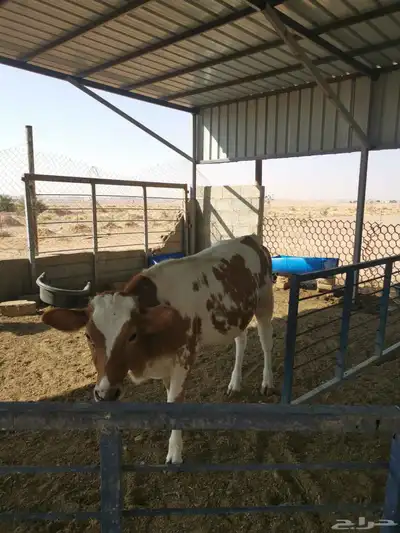 ابقار للبيع index